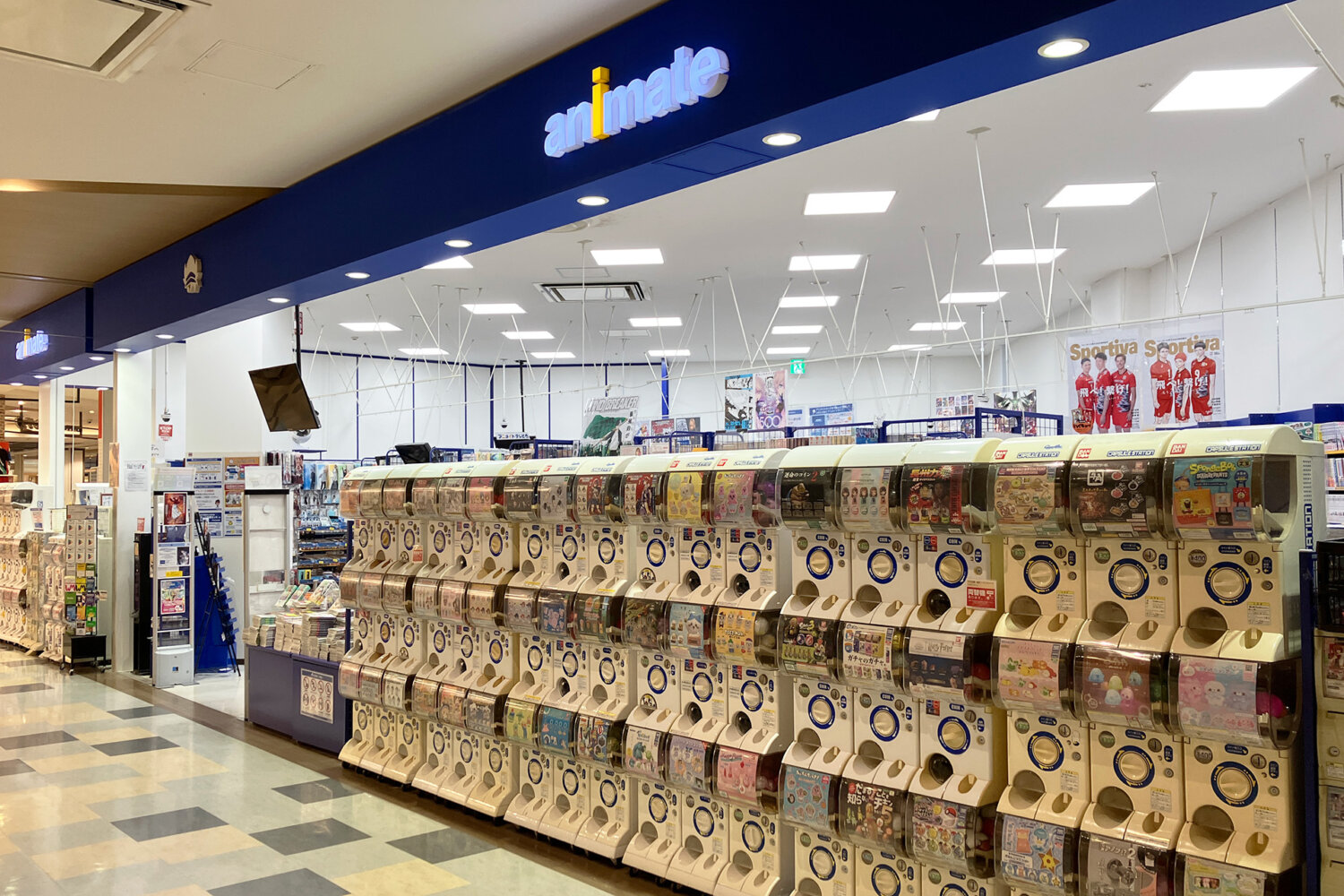 animate Ario Kashiwa